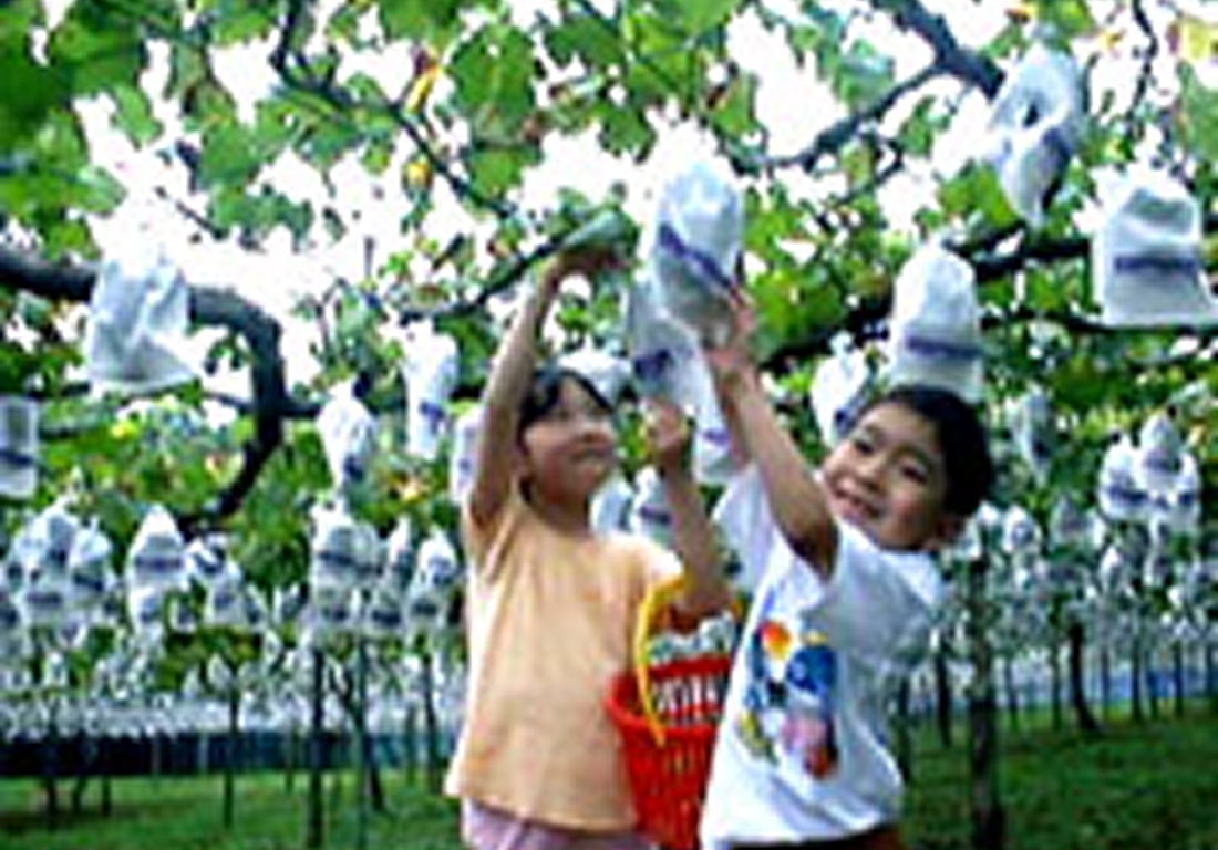 【10%割引】観光農園 福田グリーン農園